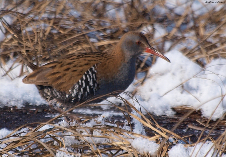 Water Rail