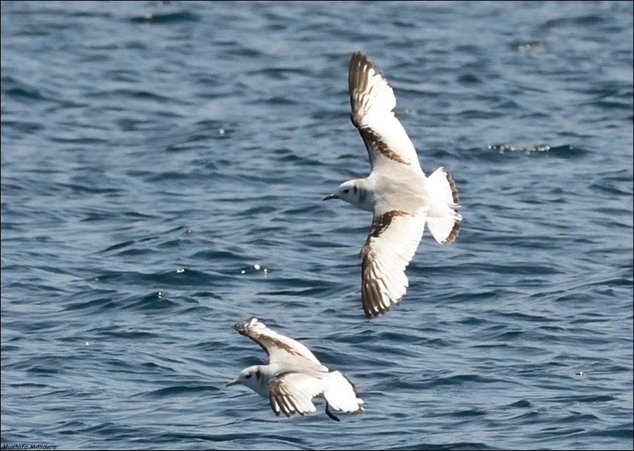 Black-legged Kittiwake