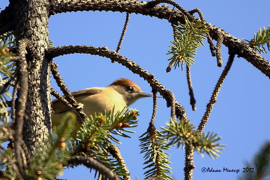 Eurasian Blackcap
