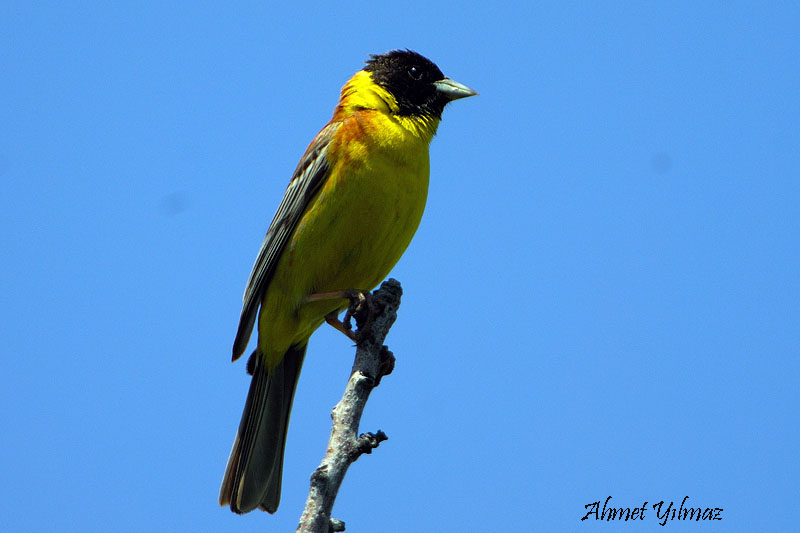 Black-headed Bunting