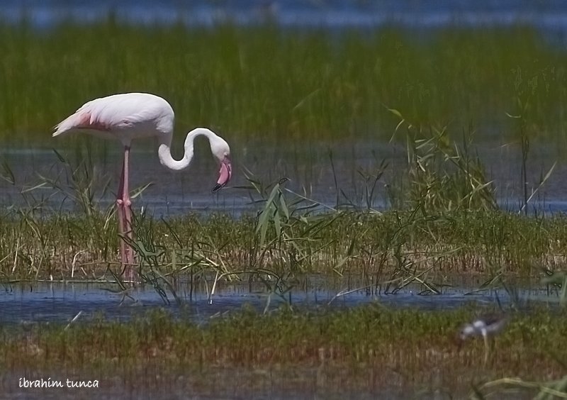 Greater Flamingo