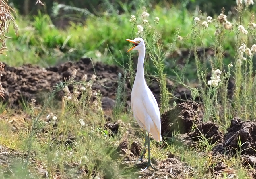 Western Cattle Egret