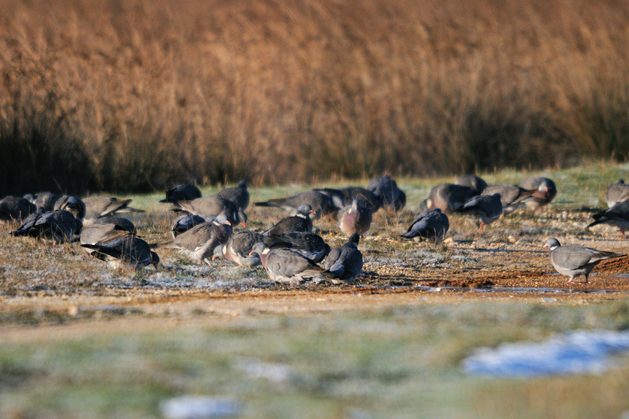 Common Wood Pigeon
