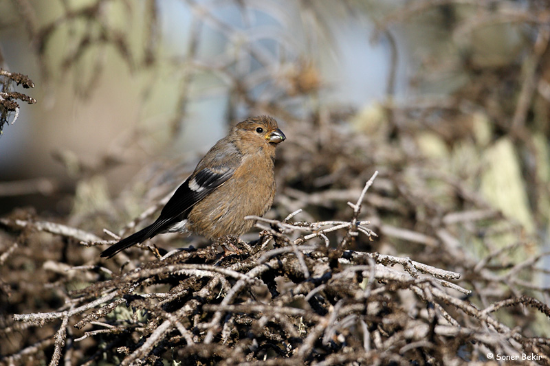 Eurasian Bullfinch
