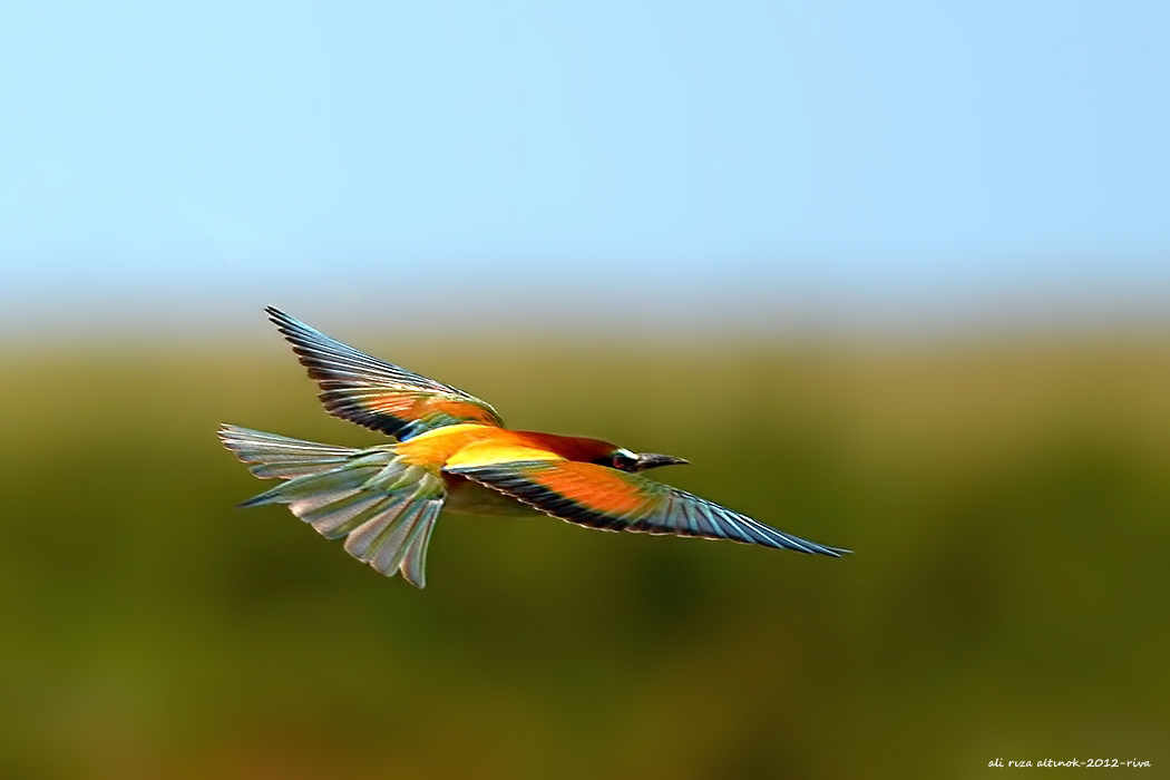 European Bee-eater