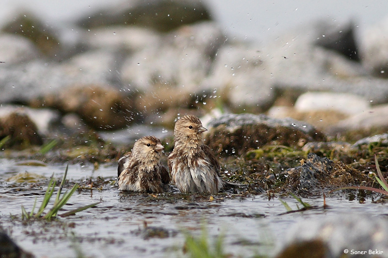 Twite