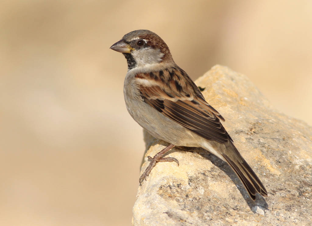 House Sparrow