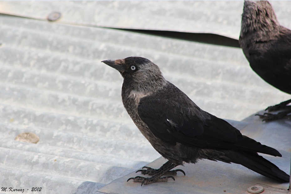 Western Jackdaw