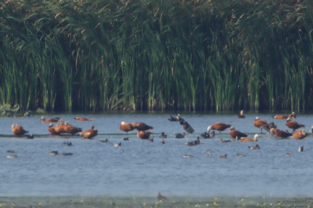 Ruddy Shelduck