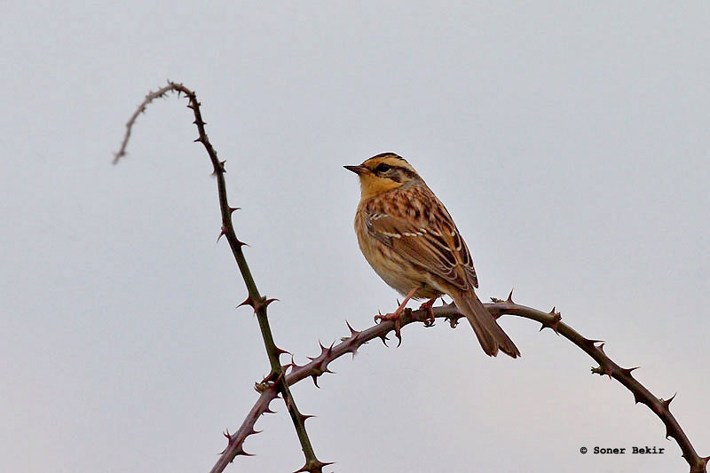 Siberian Accentor