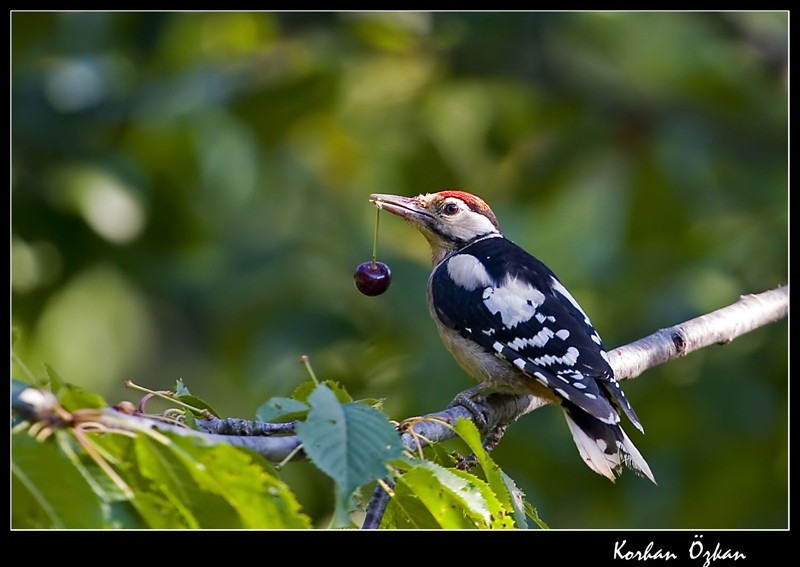Great Spotted Woodpecker