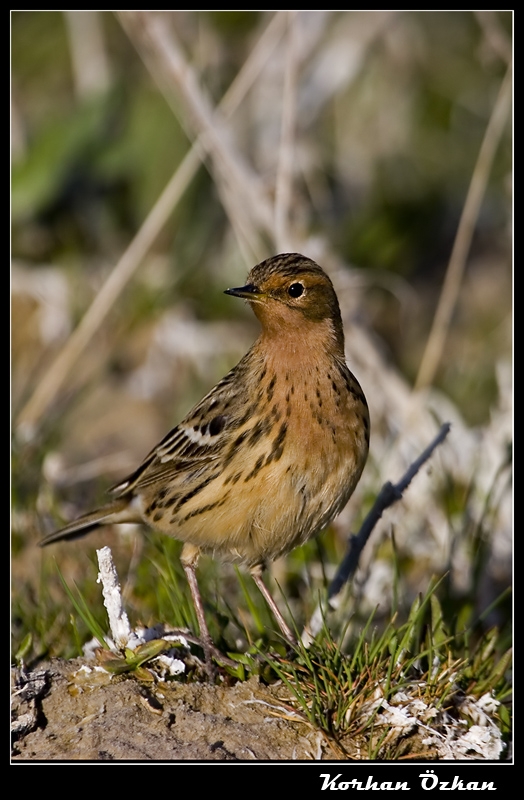 Red-throated Pipit