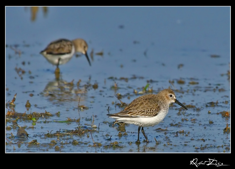 Dunlin