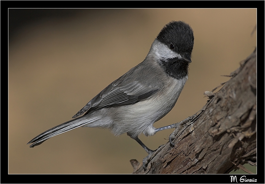 Sombre Tit