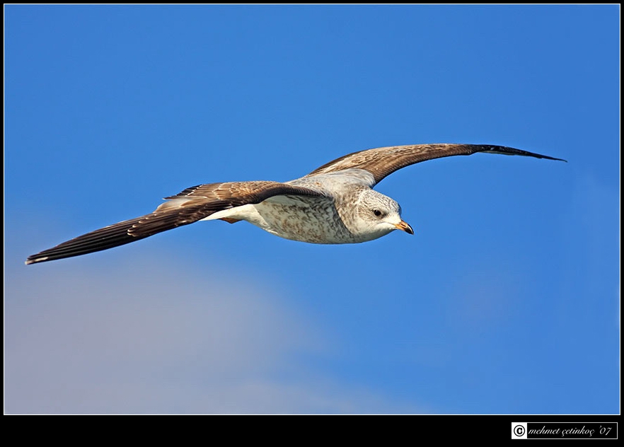 Common Gull