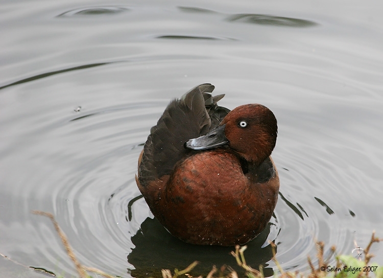 Ferruginous Duck
