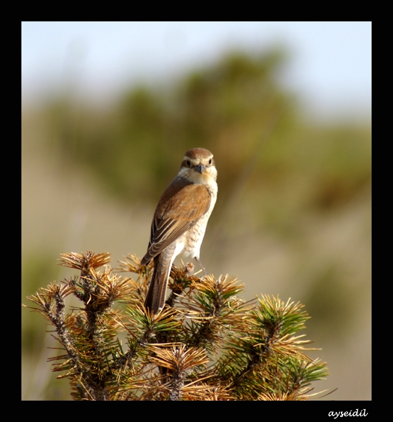 Red-backed Shrike