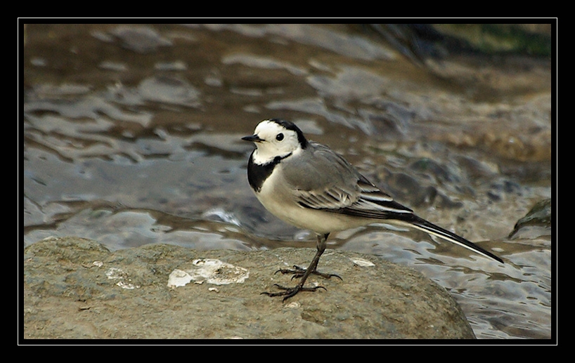 White Wagtail