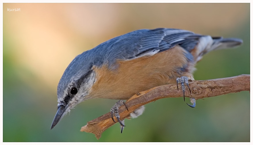 Eurasian Nuthatch