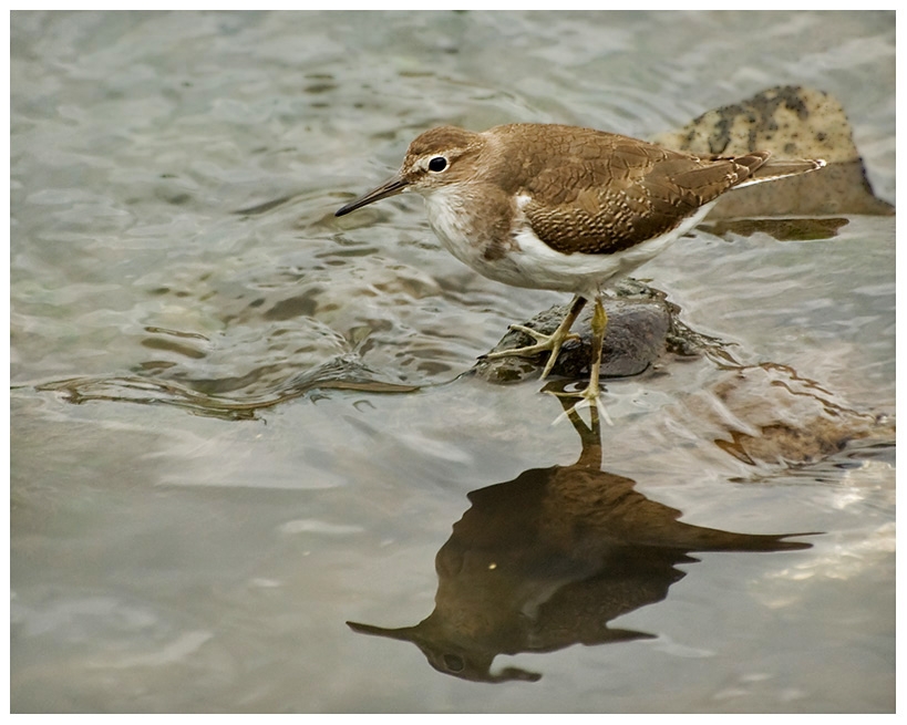 Common Sandpiper