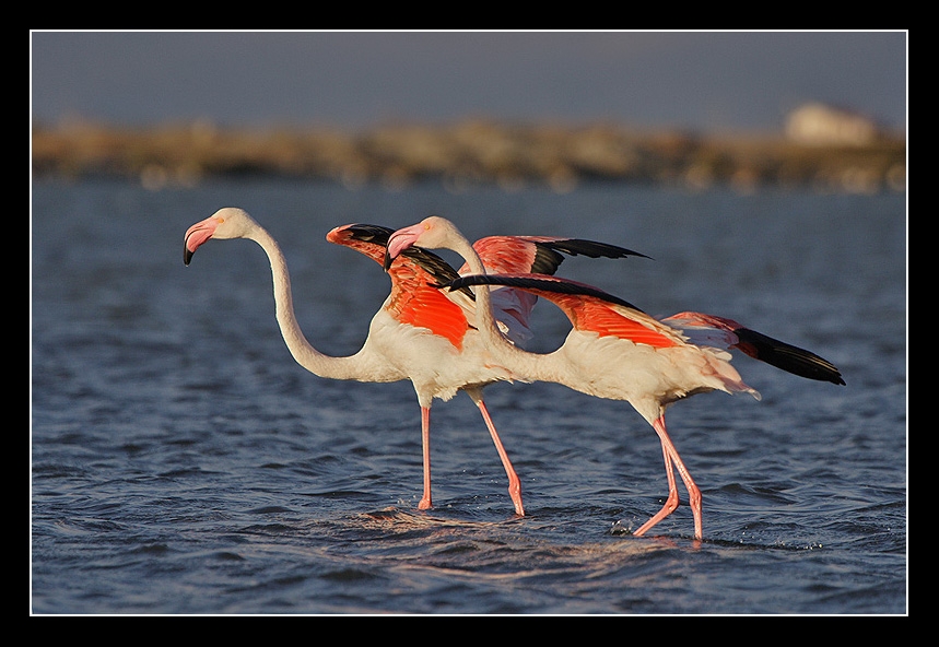 Flamingo