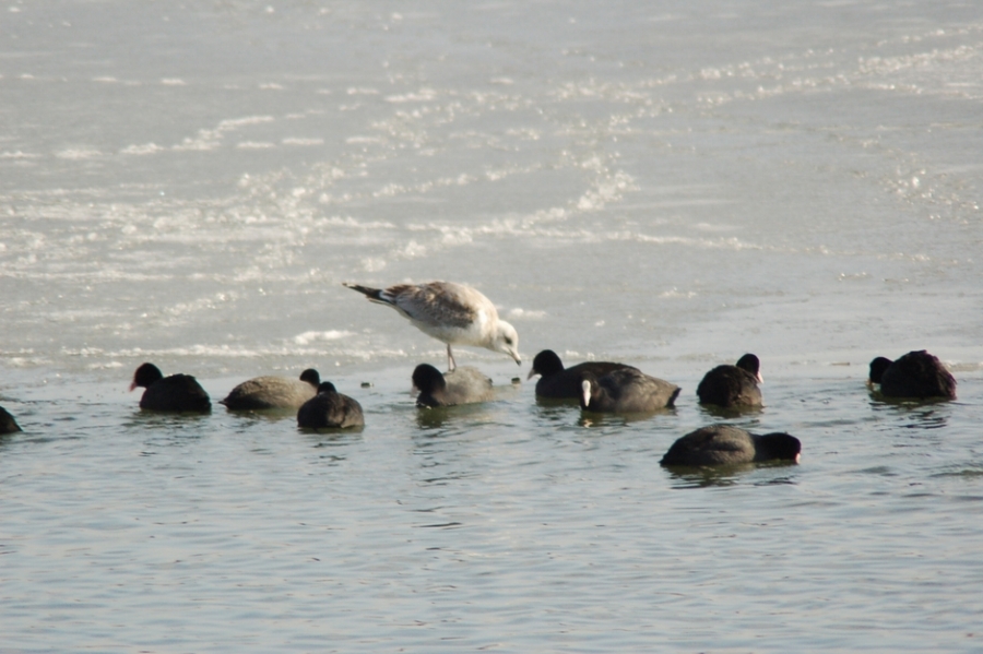 Common Gull