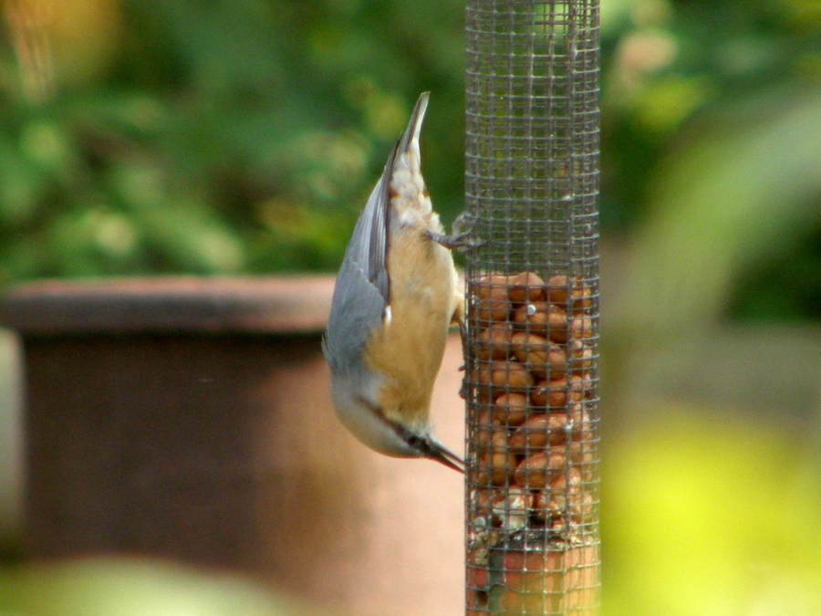 Eurasian Nuthatch