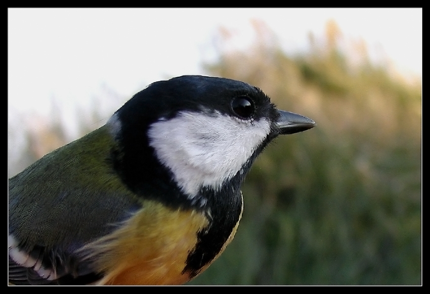 Great Tit