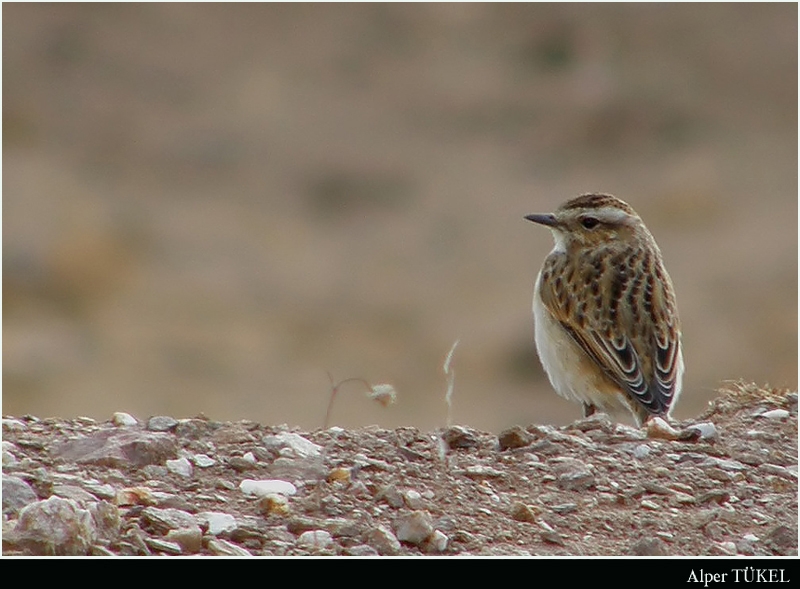 Whinchat