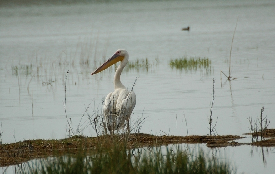 Great White Pelican