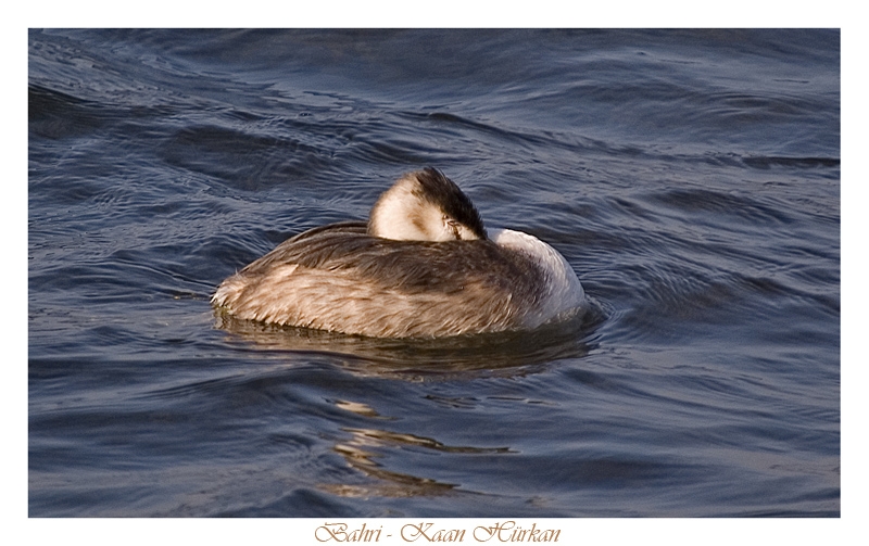 Great Crested Grebe