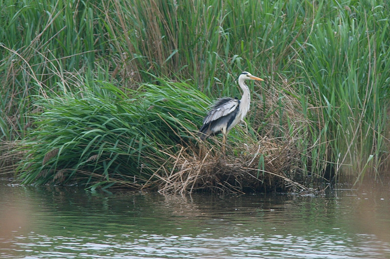 Grey Heron