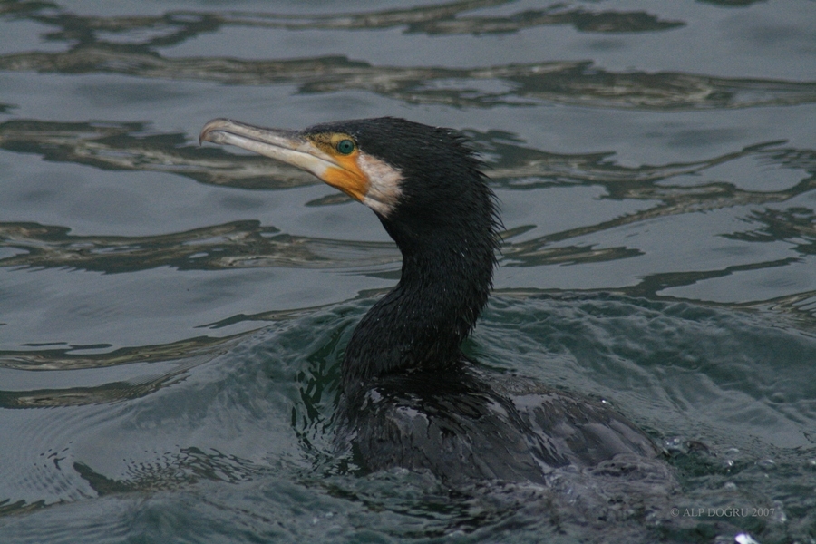 Great Cormorant