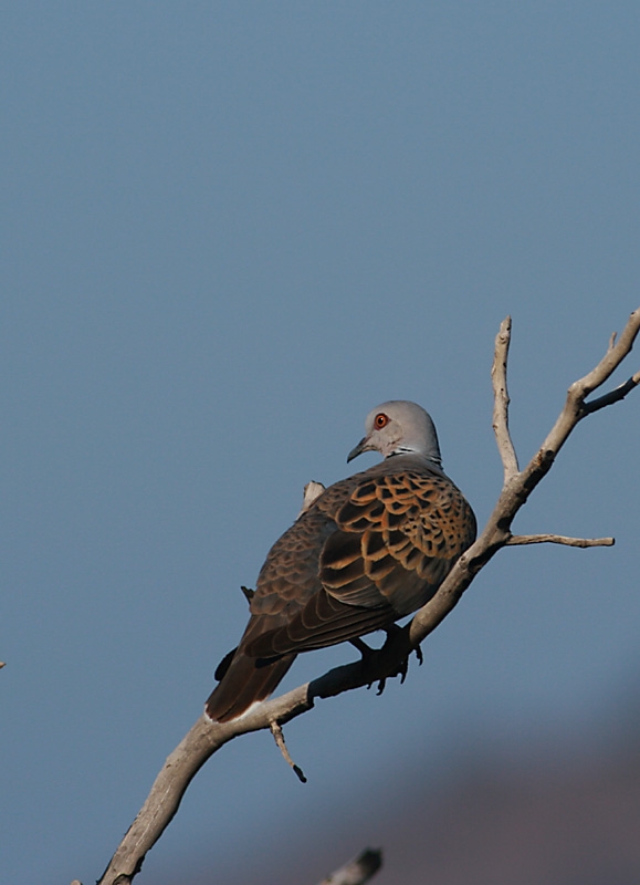 European Turtle Dove