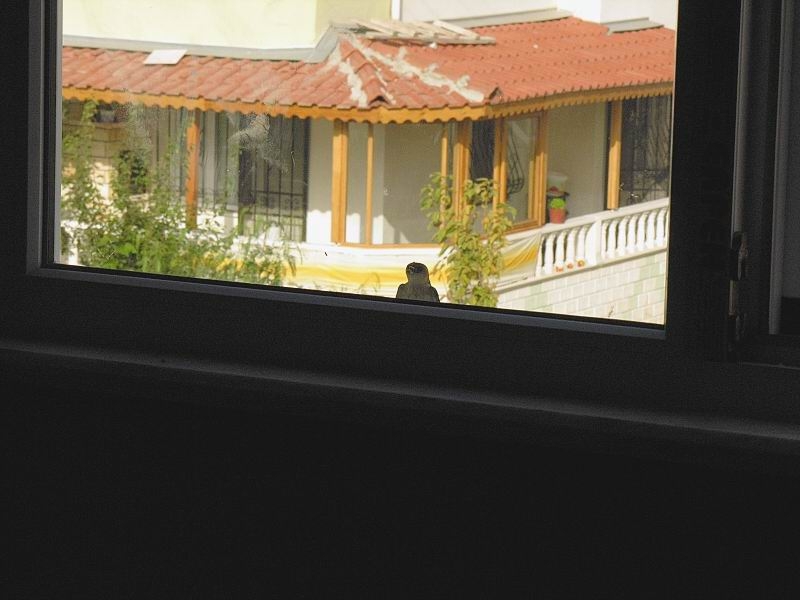 Kızıl Kırlangıç
