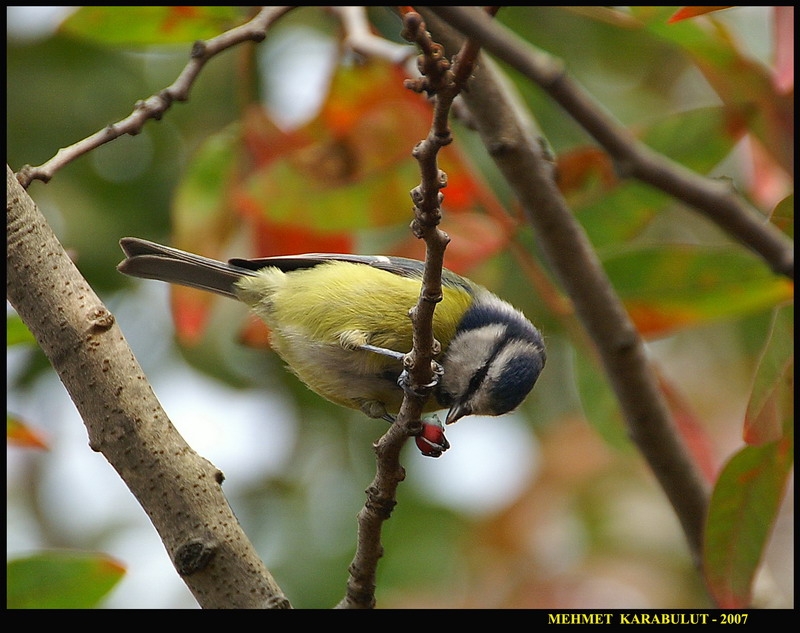 Eurasian Blue Tit