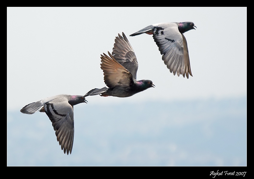 Rock Dove