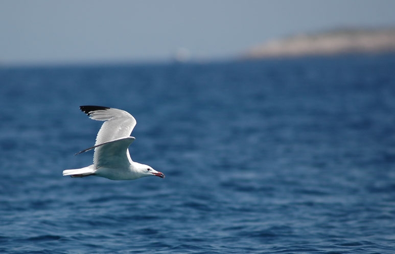 Ada Martısı