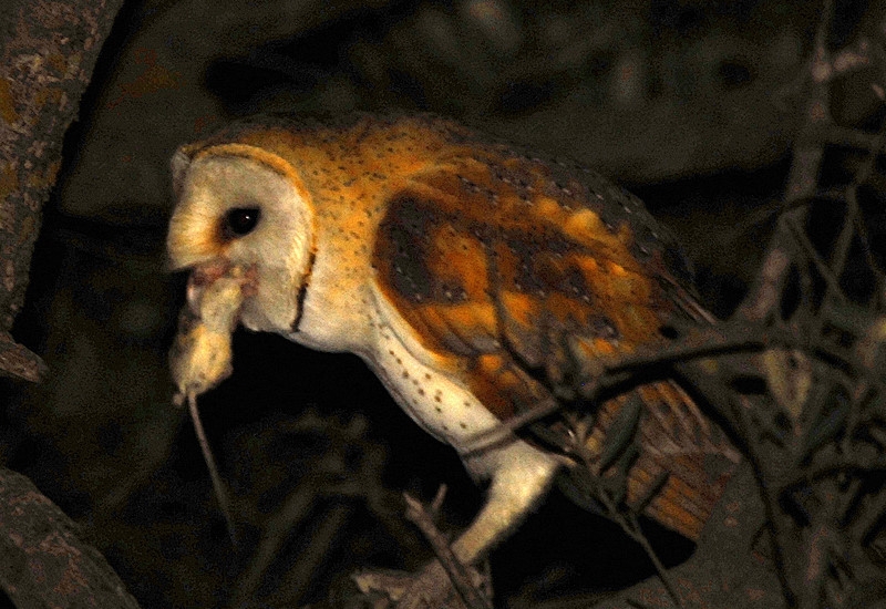 Peçeli Baykuş
