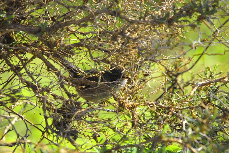 Cyprus Warbler