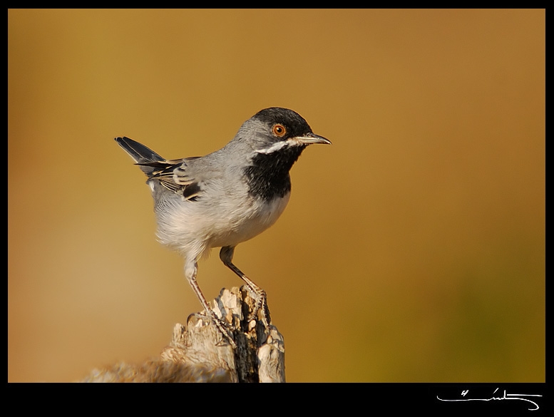 Rüppell`s Warbler