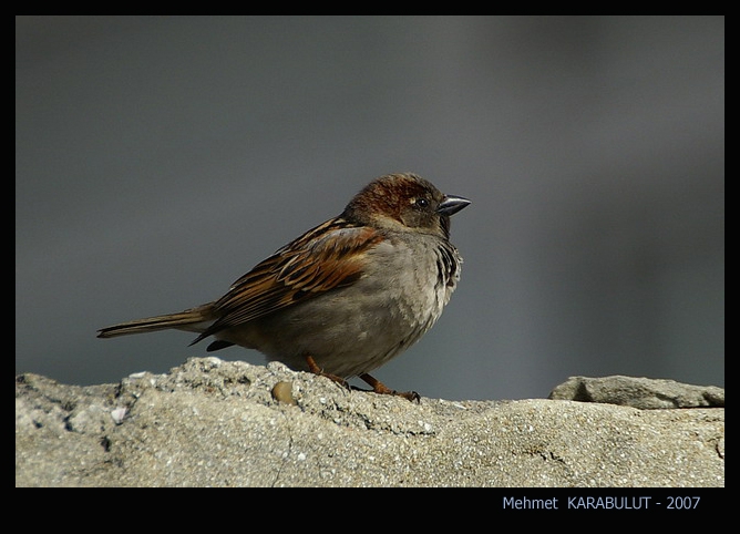 House Sparrow