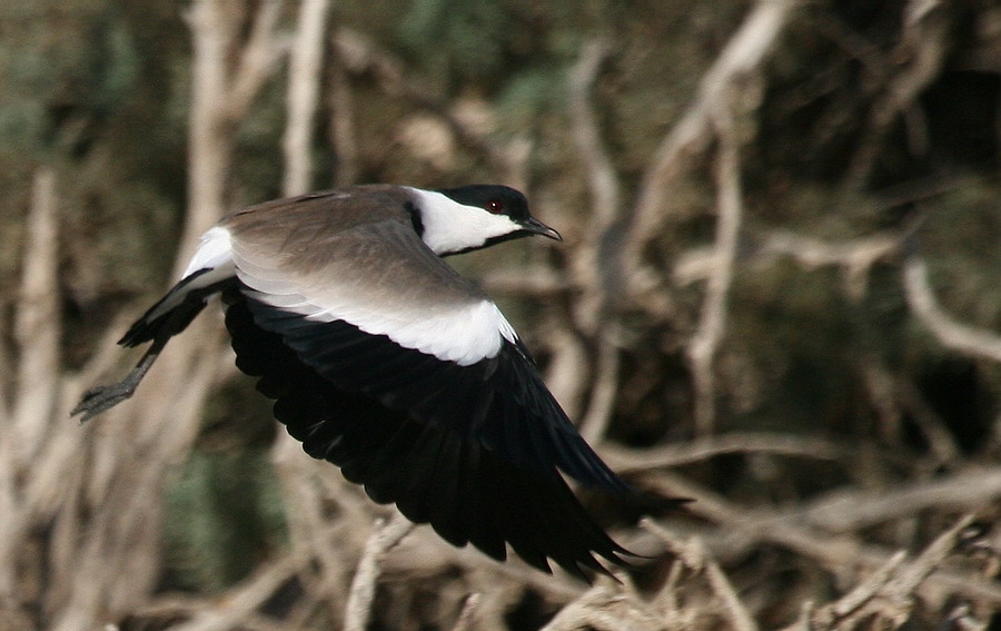 Spur-winged Lapwing