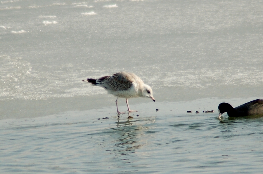 Common Gull