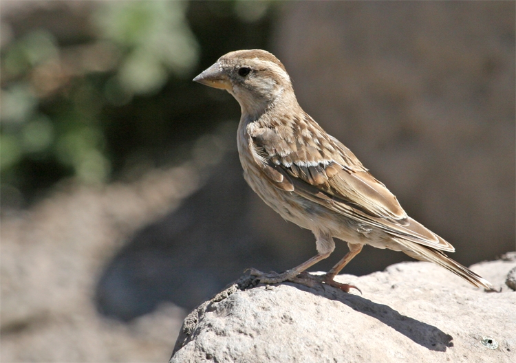 Rock Sparrow