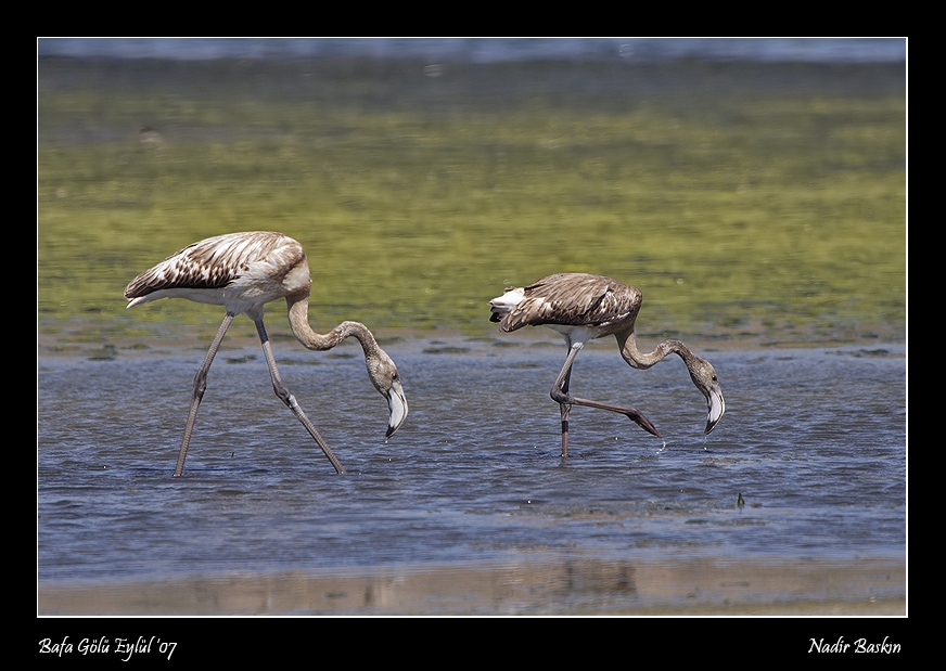 Flamingo