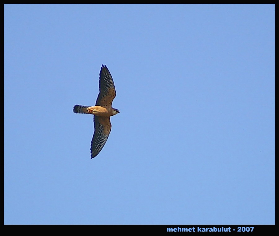 Red-footed Falcon