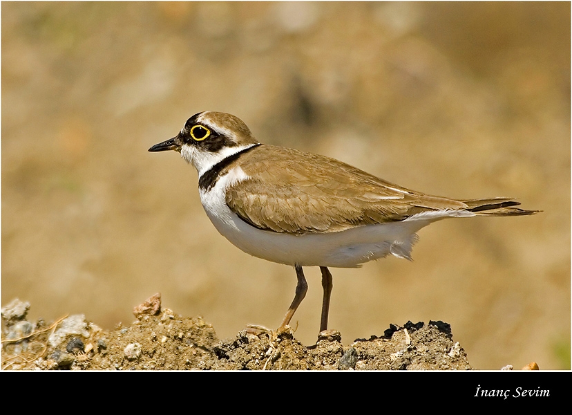 Little Ringed Plover