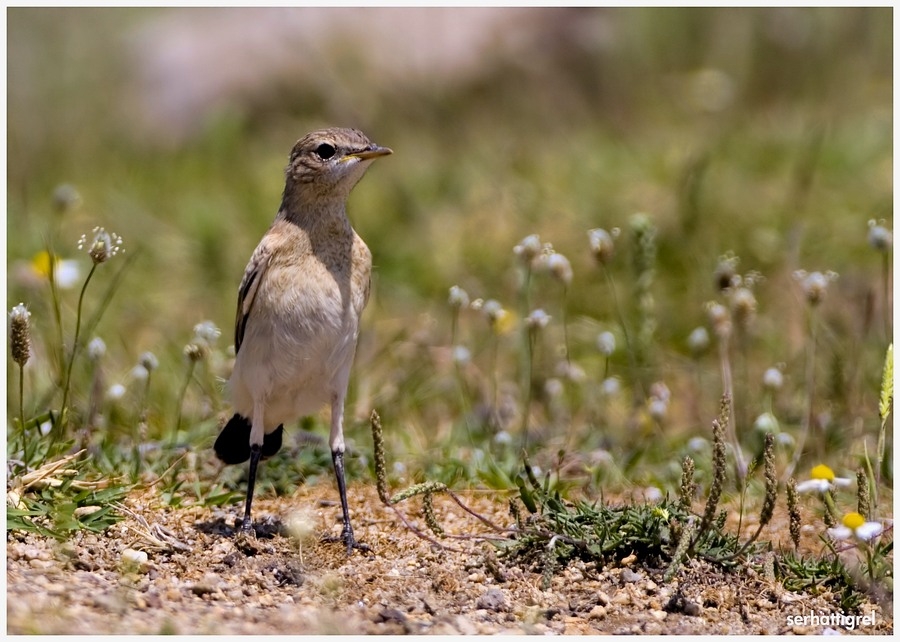Isabelline Wheatear