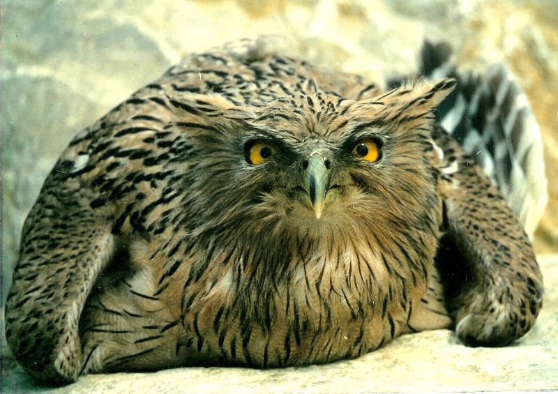 Brown Fish Owl